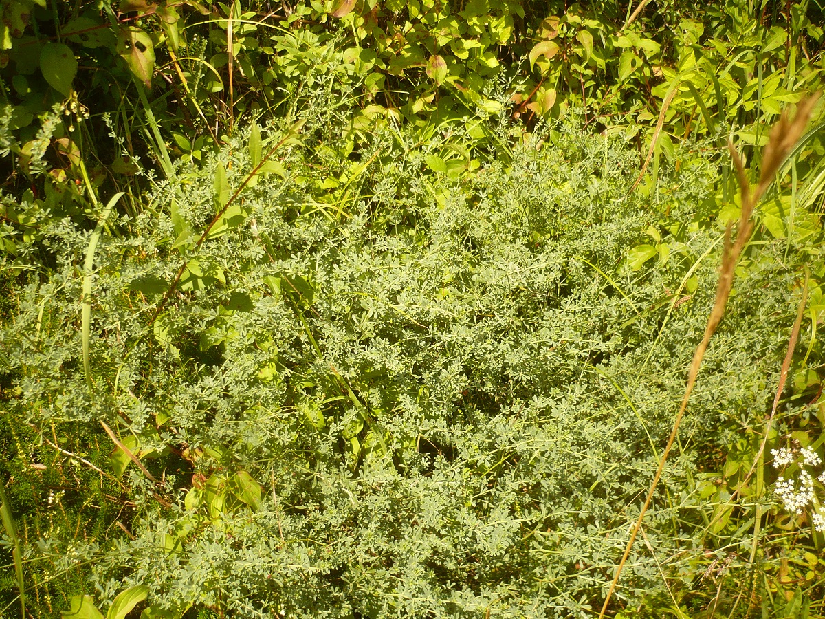 Lotus dorycnium (Fabaceae)